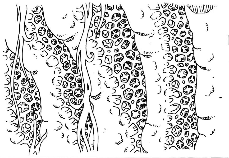 …porous cliffs… – …falesie porose…